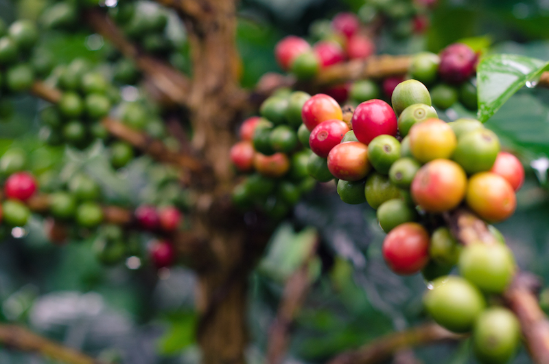 Fresh coffee cherry of Pumuen Mountain
